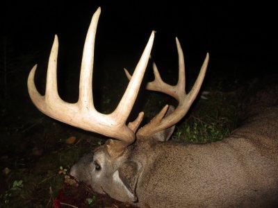 wta_2191_White tail (19)