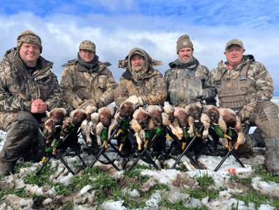 wta_2205_Morning Ducks