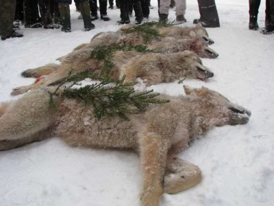 wta_2211_wolf4-1