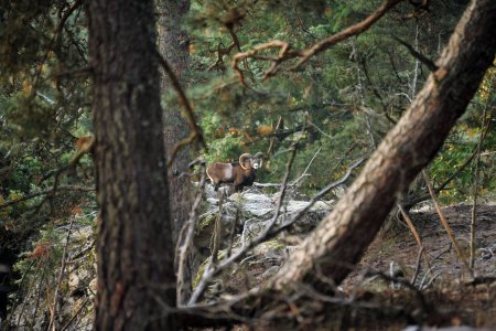 wta_2216_00007 - France Safaris
