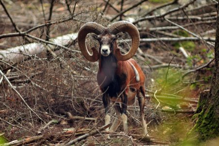 wta_2216_00017 - France Safaris