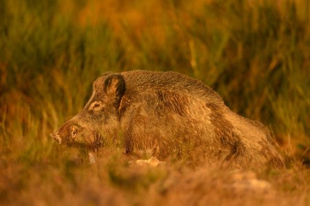 wta_2216_00030 - France Safaris