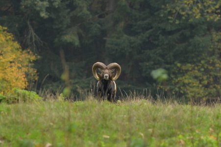 wta_2216_00032 - France Safaris