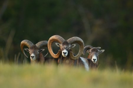 wta_2216_00034 - France Safaris