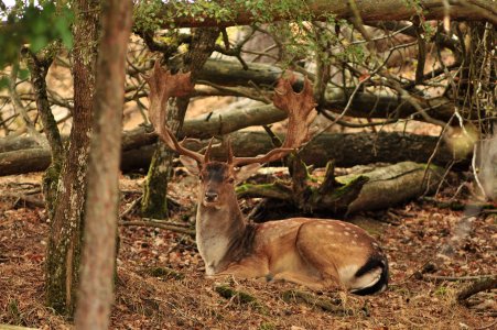 wta_2216_00077 - France Safaris