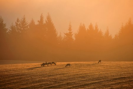 wta_2216_00085 - France Safaris