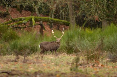 wta_2216_00091 - France Safaris