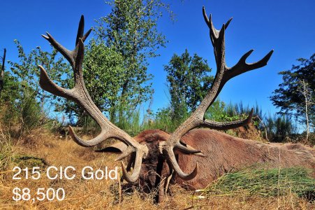 wta_2216_2013_1_Red Stag_215 CIC pts - 20 tines - Gold Medal_Patrick G.