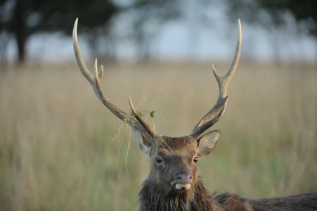 wta_2216_sika-deer-3