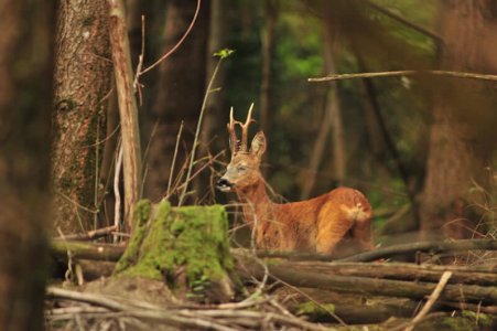 wta_2216_the-game-roe-deer-1