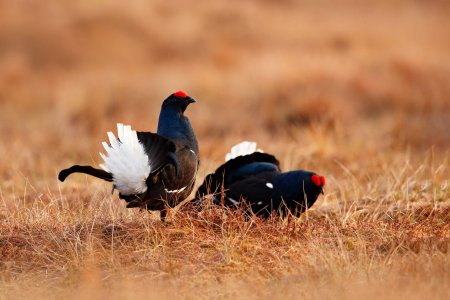 Black grouse on the bog meadow. Lekking nice bird Grouse, Tetrao tetrix, in marshland, Sweden. Spring mating season in the nature. Wildlife scene from north Europe. Black bird with red crest, white tail.