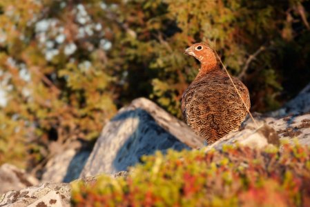 willow grouse