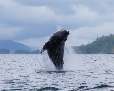 wta_2254_Whale 1