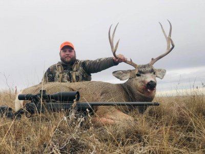 wta_2257_western hunts mule deer