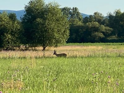 wta_2265_IMG_0706