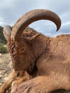 wta_2280_CHASSE-SAFARI-JF-HUNTING-MOUFLON-A-MANCHETTE-MAROC-8