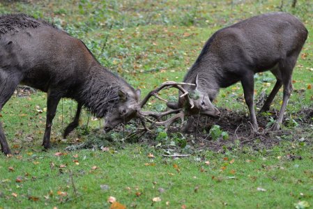 wta_2292_deer-1713980