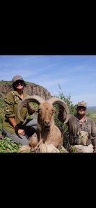 wta_2293_Aoudad 2