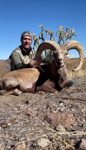 wta_2293_Transcaspian Urial
