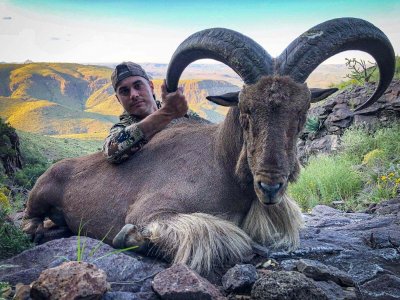 wta_2294_Aoudad 4