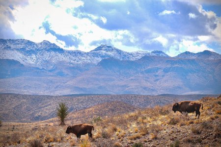 wta_2294_Bison Scenery Shot