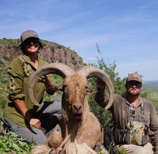wta_2295_Aoudad 2