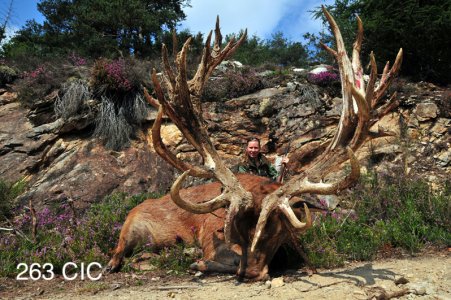wta_2344_2011_2_Red stag_263-CIC-pts-32 tines-Gold Medal_Christine G