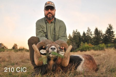 wta_2344_2016_22_Mouflon_210 CIC pts - 138 3_8 SCI pts - Gold Medal_Marcos S.