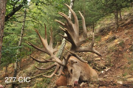 wta_2344_2016_6_Red Stag_277 CIC pts - 506 4_8 SCI pts - Gold Medal_