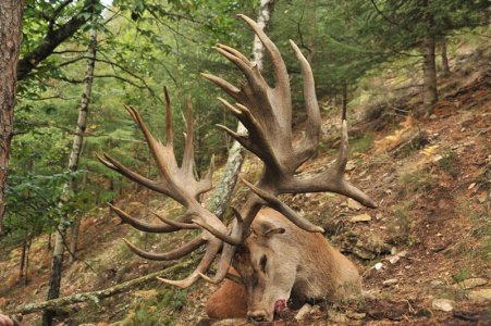wta_2344_2016_6_Red Stag_277 CIC pts - 506 4_8 SCI pts - Gold Medal_
