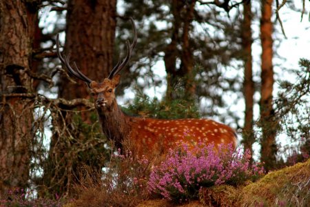 wta_2344_sika-deer-1
