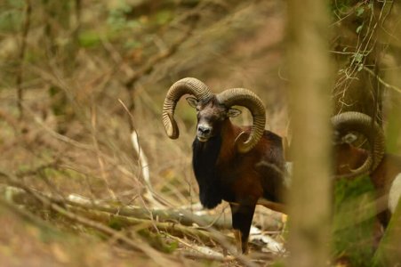wta_2344_the-game-mouflon-1