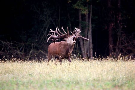 wta_2344_the-game-red-deer-2
