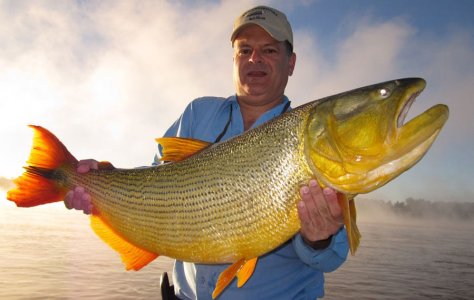 wta_2354_dorado1