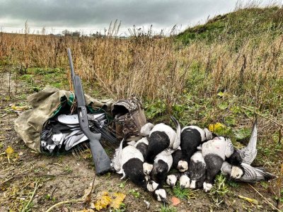 wta_2362_Barnacle Geese