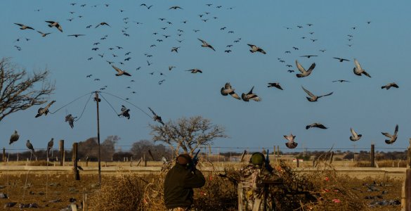wta_2375_Decoying Pigeons