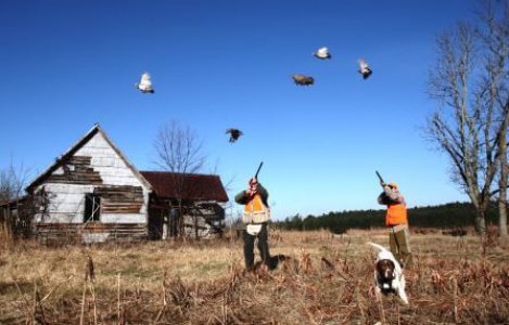 Hunter(s) witn Pointer(s) shooting at flushing Bobwhite by GaryKramer.net, 530-934-3873, gkramer@cwo.com