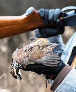 wta_2376_Quail in hand 2019