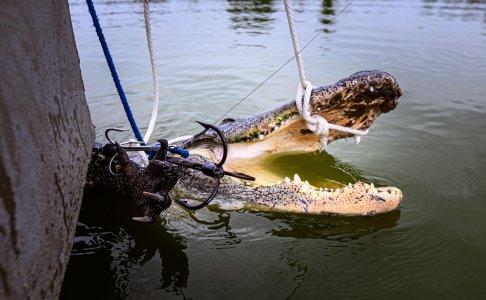 wta_2382_0055_Flordia Alligators SOA_Photos_Rousey_LR Select_025