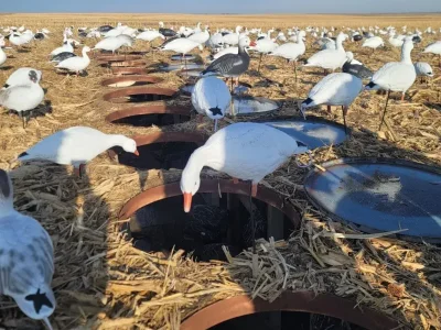 wta_2410_Blind decoys