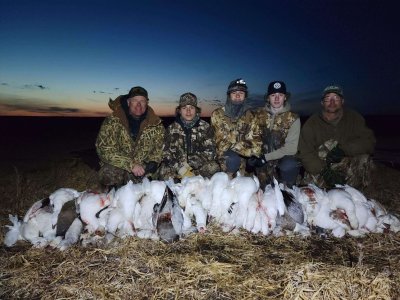 wta_2410_Snow goose 1