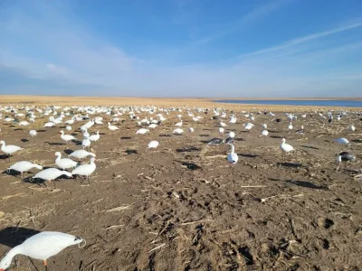 wta_2410_Snow goose spread lakeside