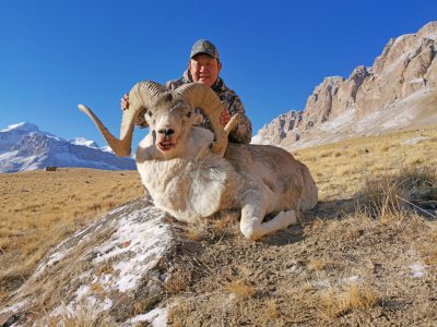 wta_2420_Argali-1