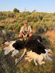 wta_2421_ostrich