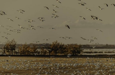 wta_2458_Busy field