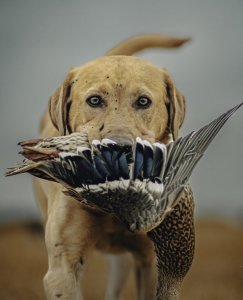 wta_2458_Good Dog