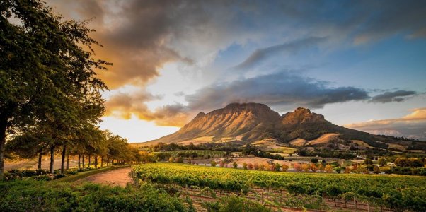 wta_2467_Cape Town Wine lands 5