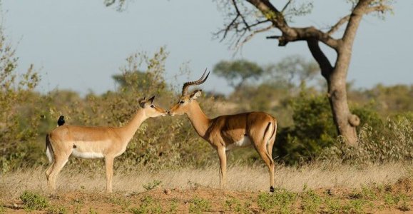 wta_2469_Timbavati-19