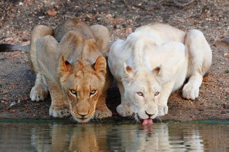 wta_2469_Timbavati-9