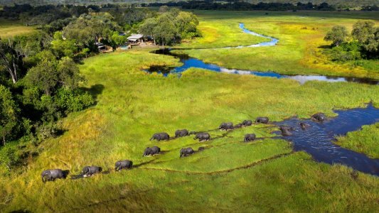wta_2470_Khwai-Leadwood-elephants-crossing